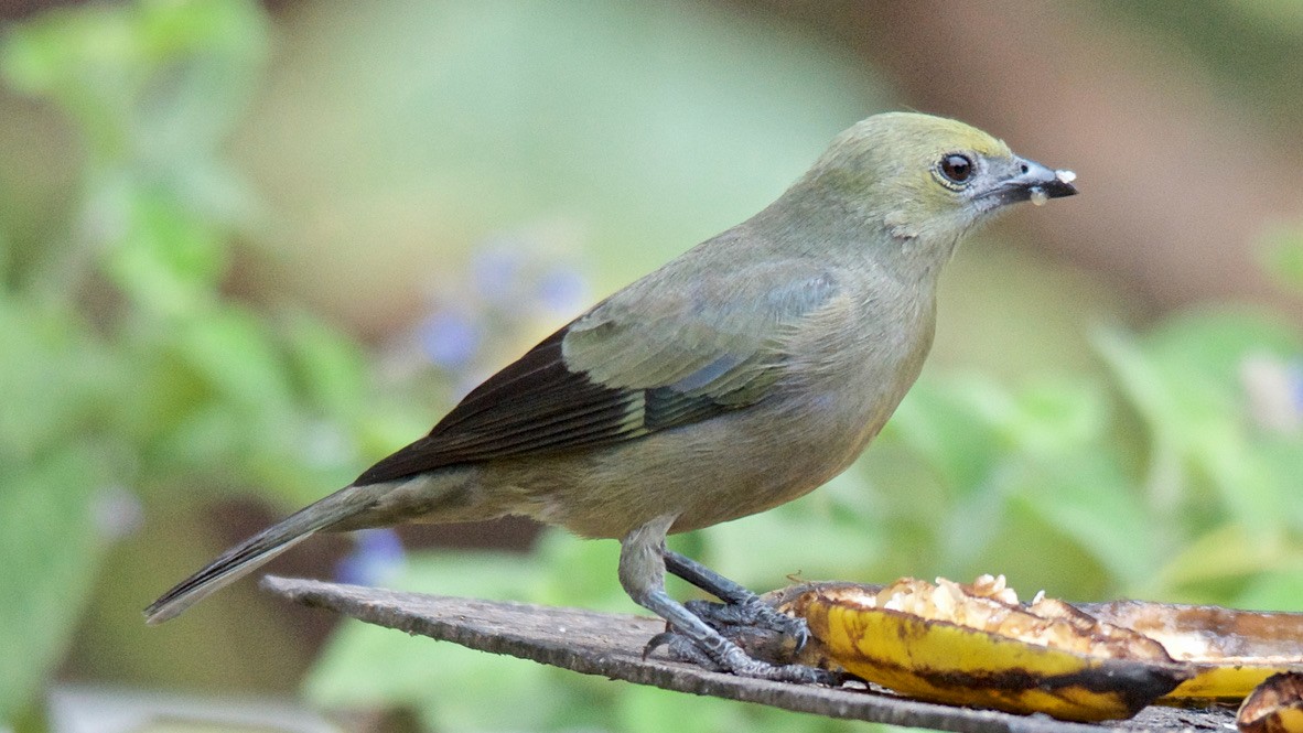 Tangara Palmera - ML647700014