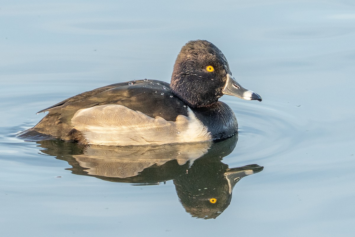Ring-necked Duck - Bill Wood