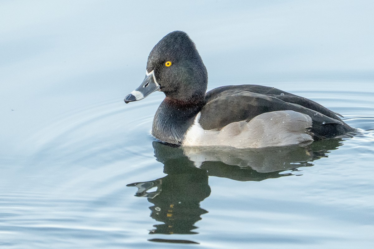 Ring-necked Duck - ML647700032