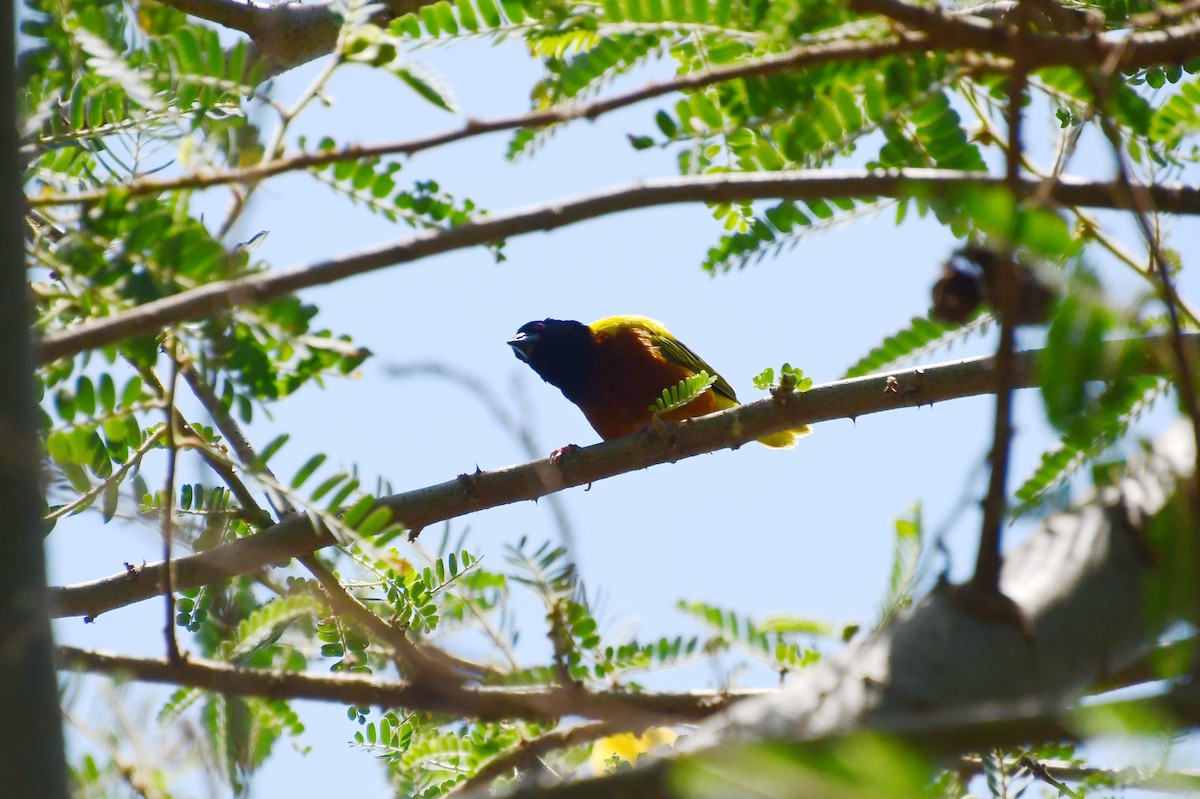Golden-backed Weaver - ML647700035