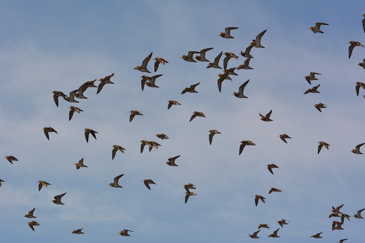 Золотистая ржанка - ML647700039