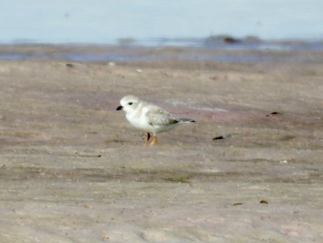 Piping Plover - ML647700053