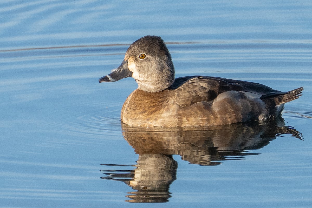Ring-necked Duck - ML647700058