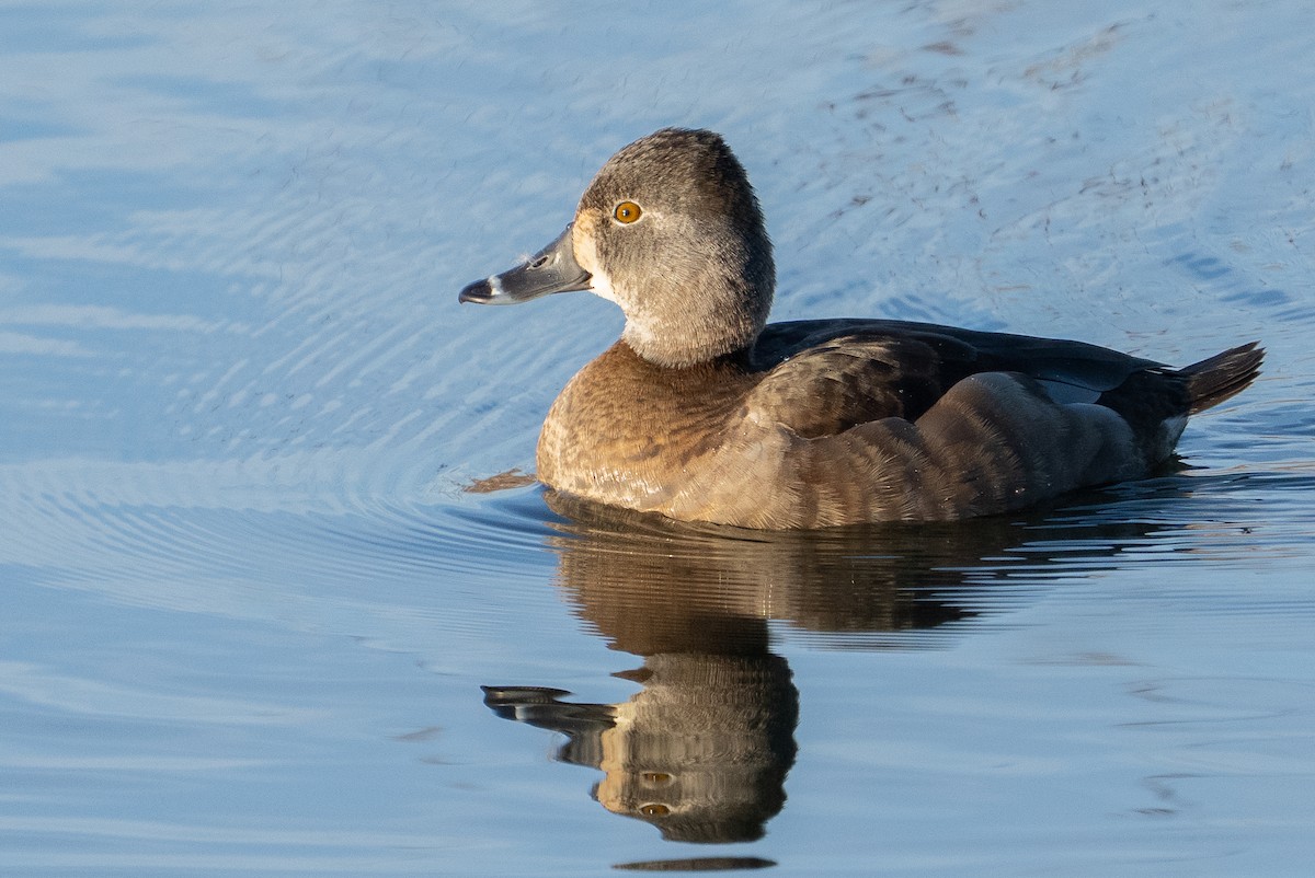 Ring-necked Duck - ML647700059
