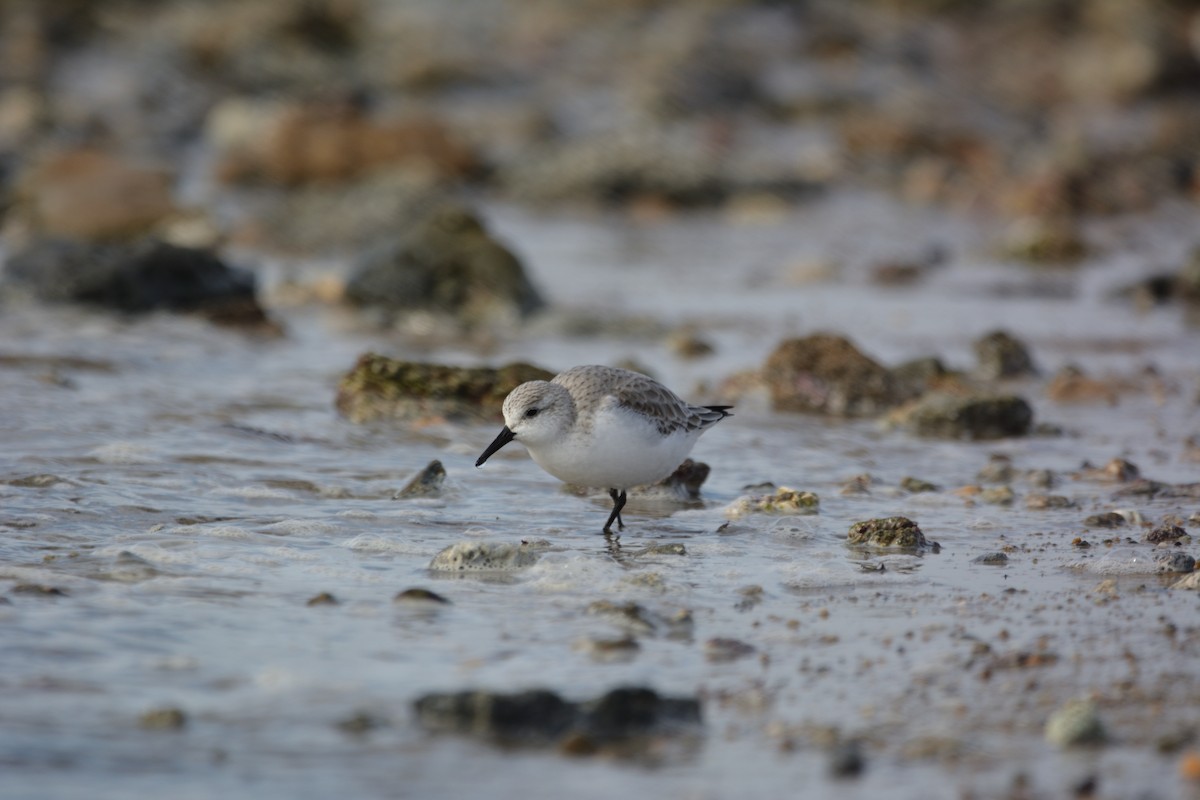 jespák písečný - ML647700075