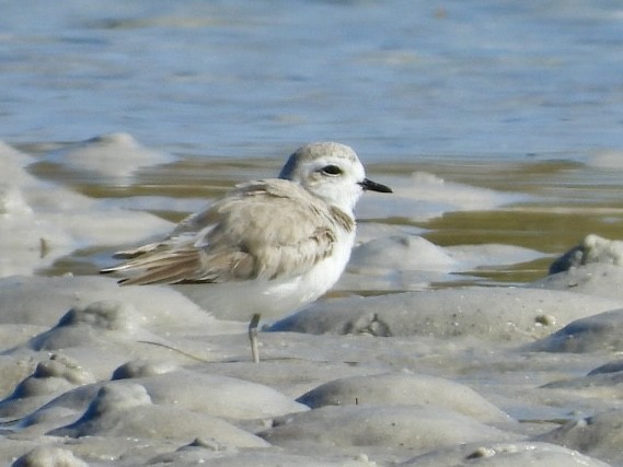 Snowy Plover - ML647700082