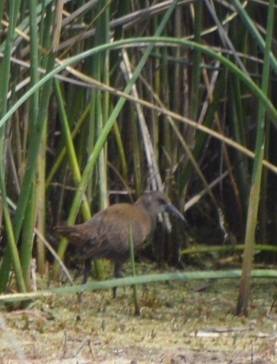 Kurşuni Sukılavuzu - ML647700087