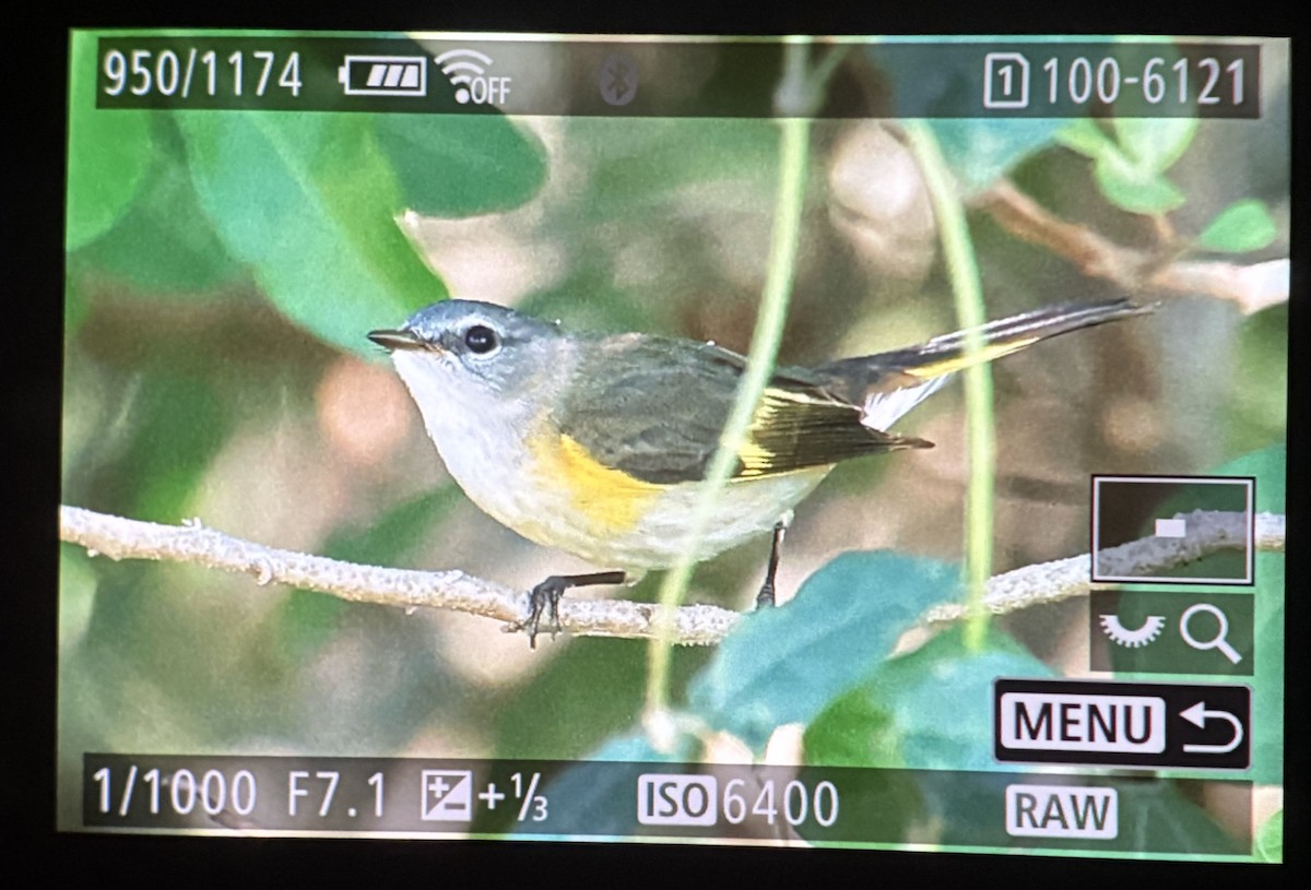 Kızıl Kuyruklu Ötleğen - ML647700088