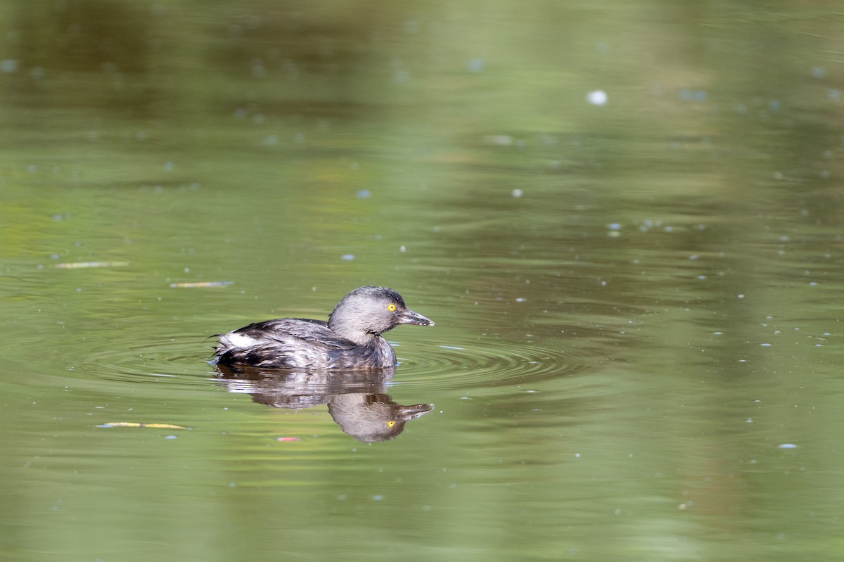 Amerika Küçük Batağanı - ML647700092