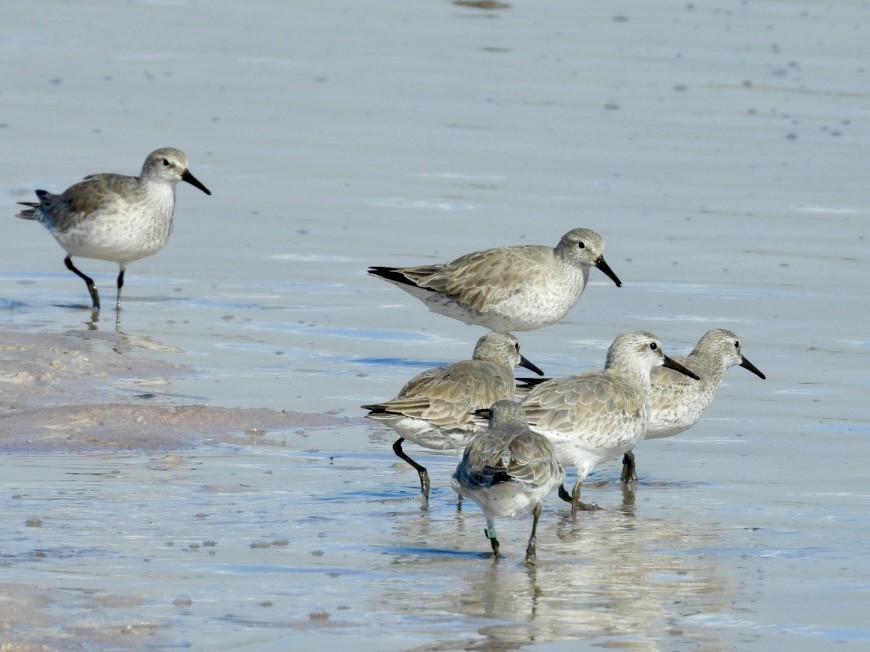 Bécasseau maubèche - ML647700165