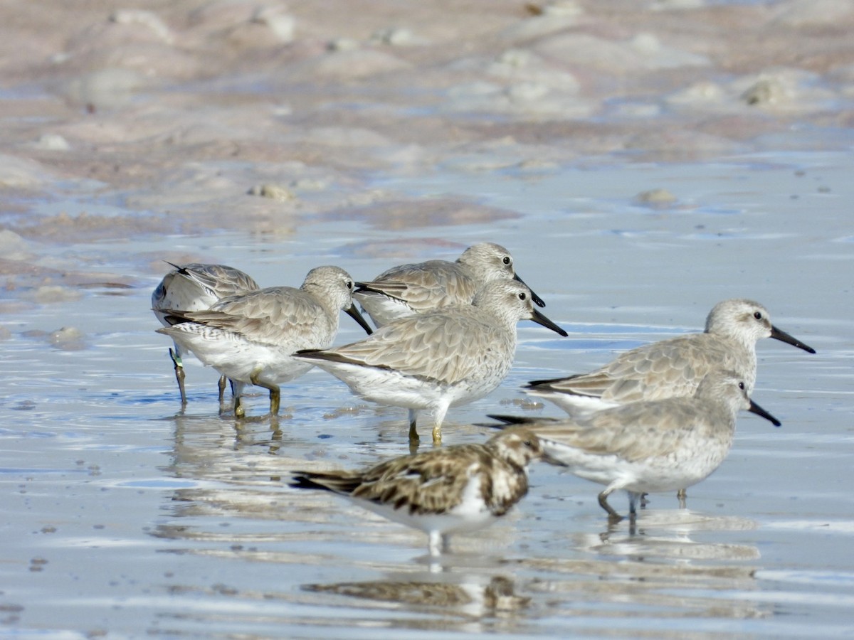 Bécasseau maubèche - ML647700166