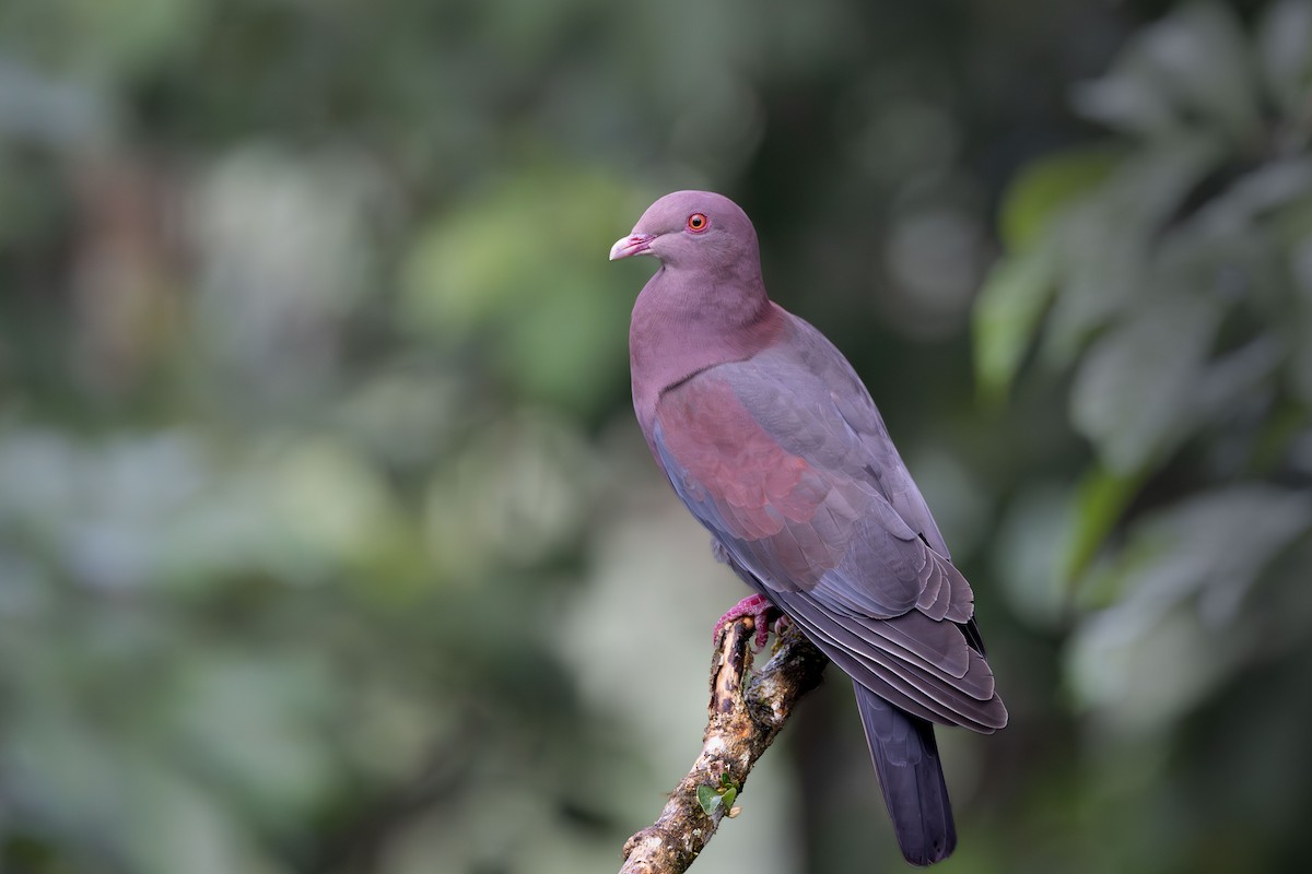 Rotschnabeltaube - ML647700169