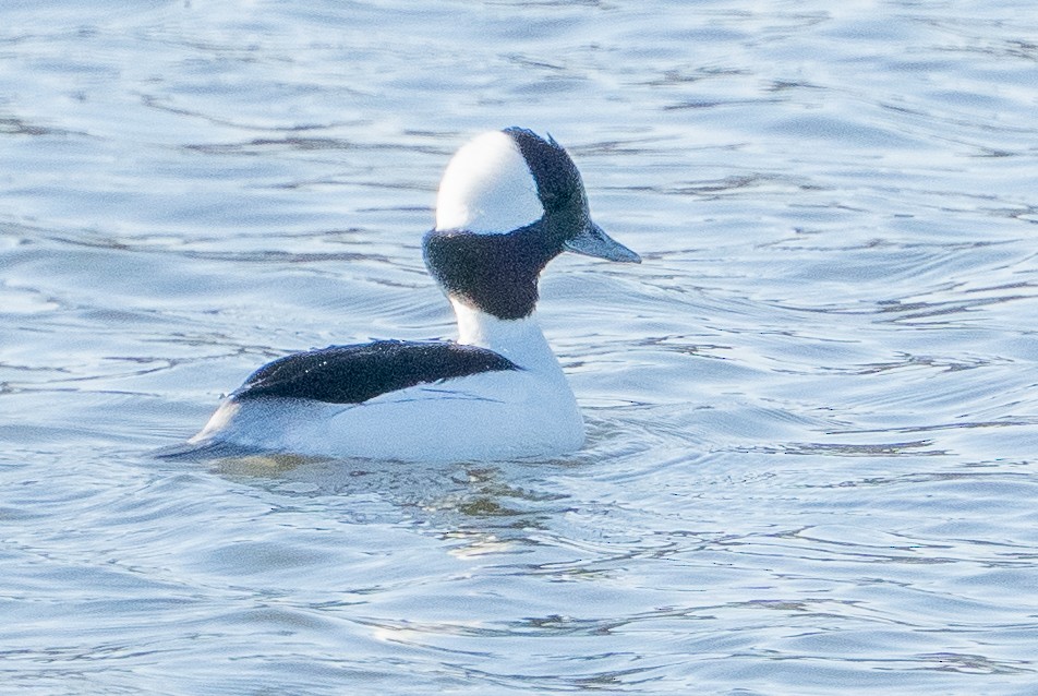 Bufflehead - ML647700190