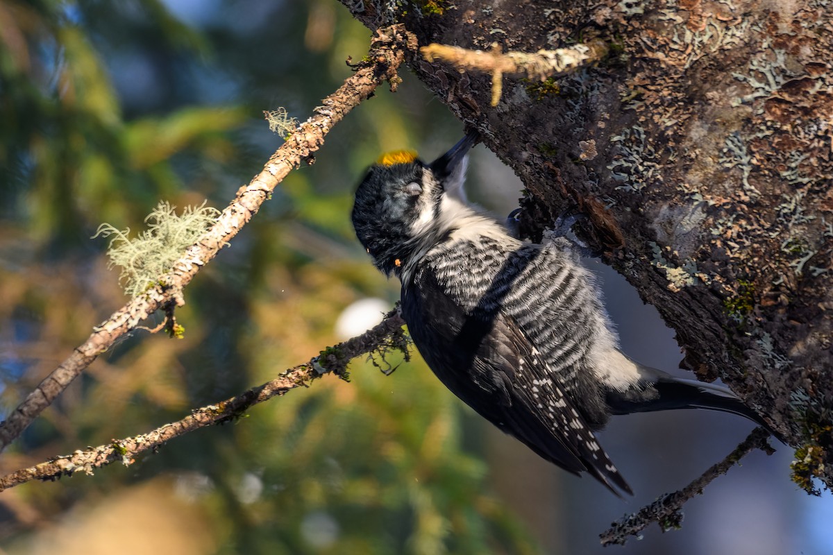Black-backed Woodpecker - ML647700195