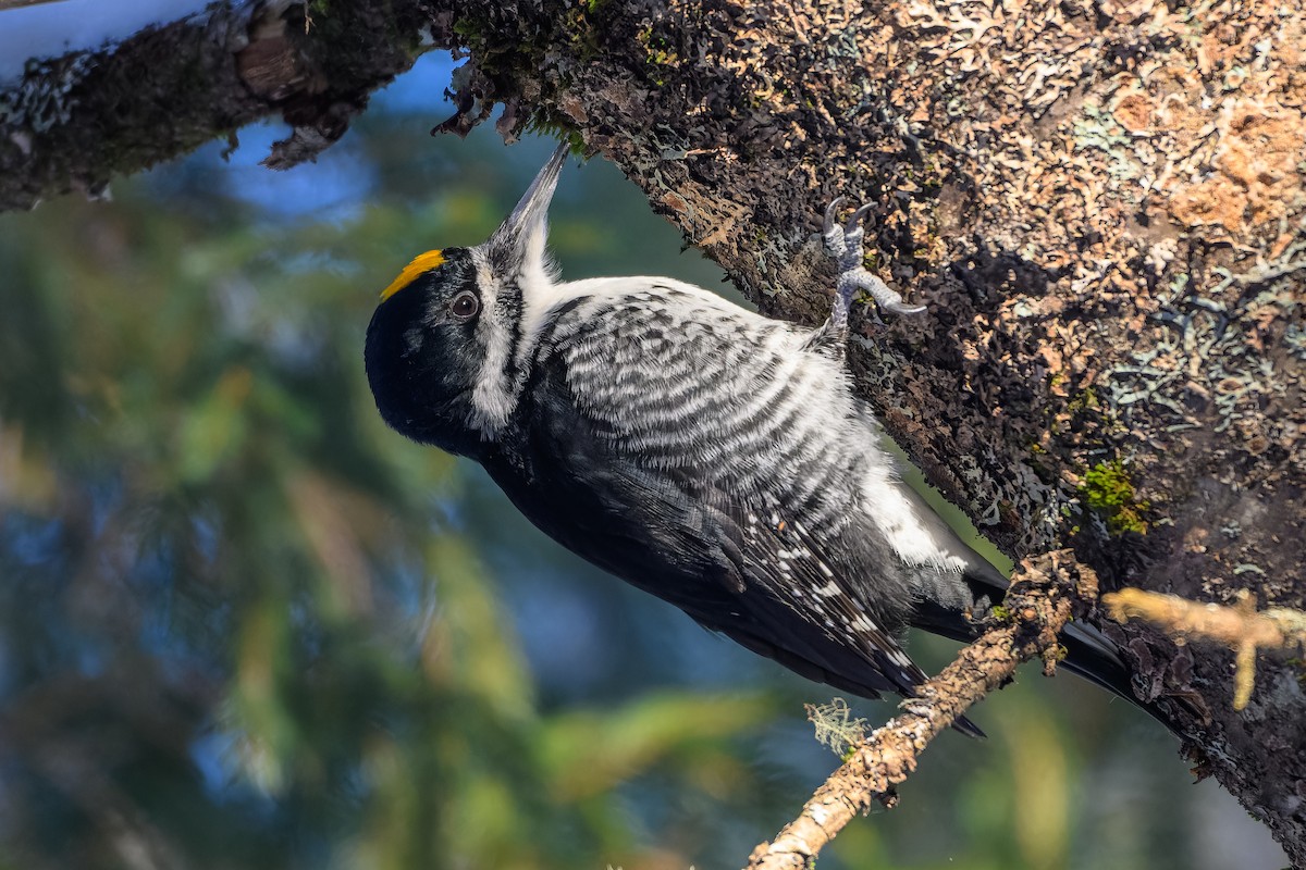 Black-backed Woodpecker - ML647700196