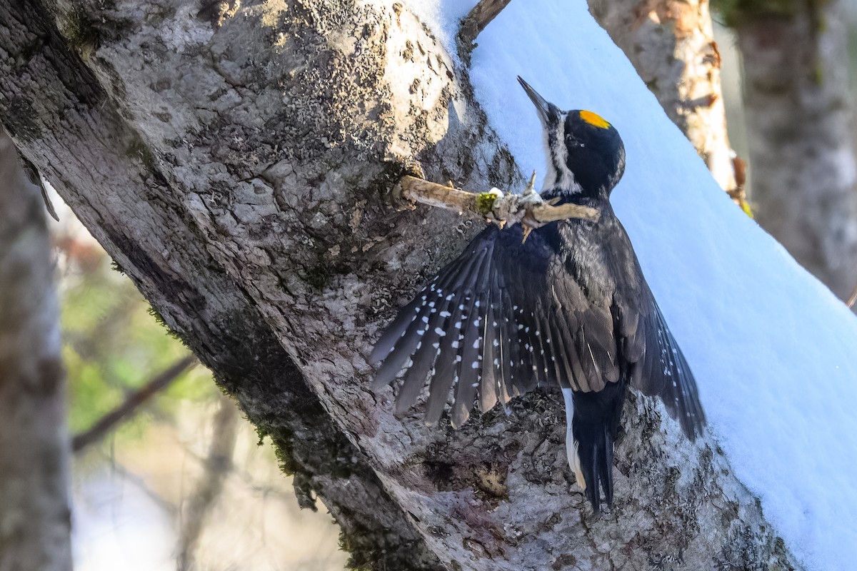 Black-backed Woodpecker - ML647700197