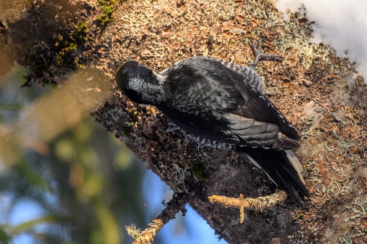 Black-backed Woodpecker - ML647700198