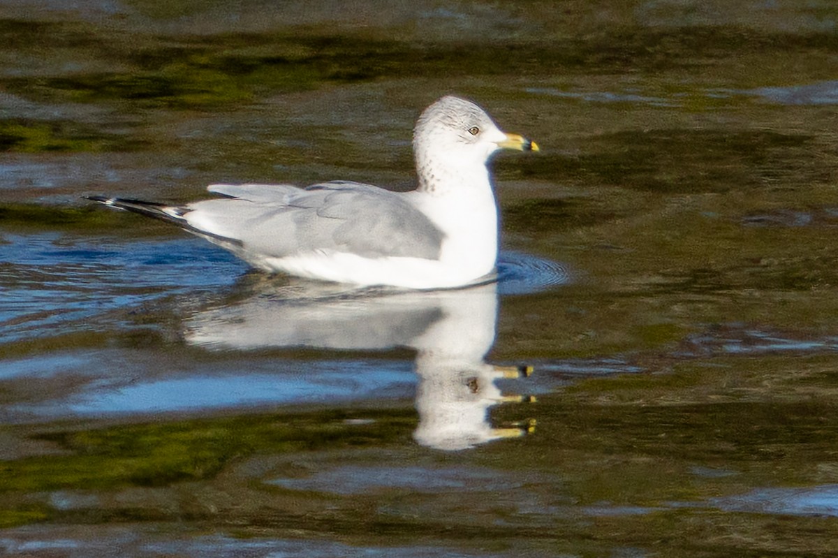 Ring-billed Gull - ML647700202