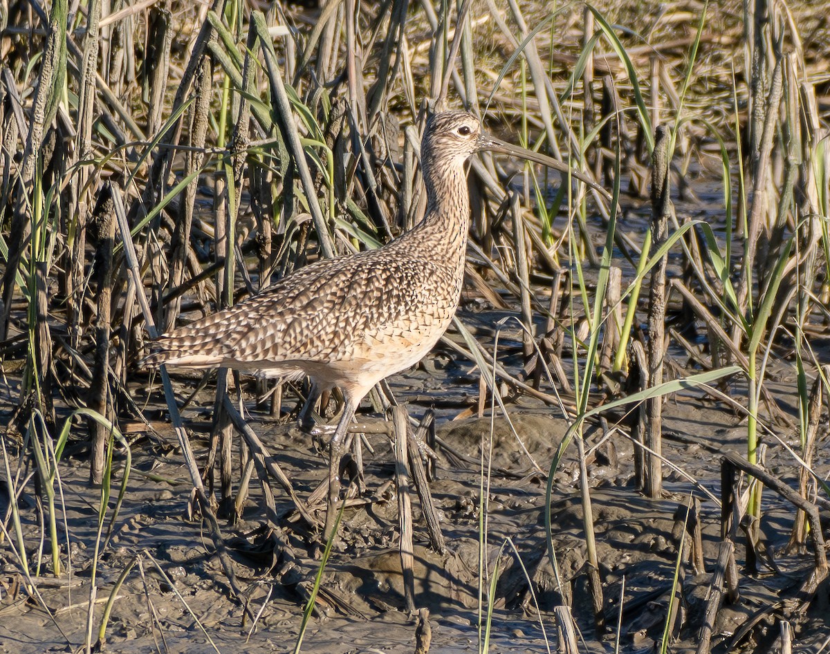 Кульон американський - ML647700225