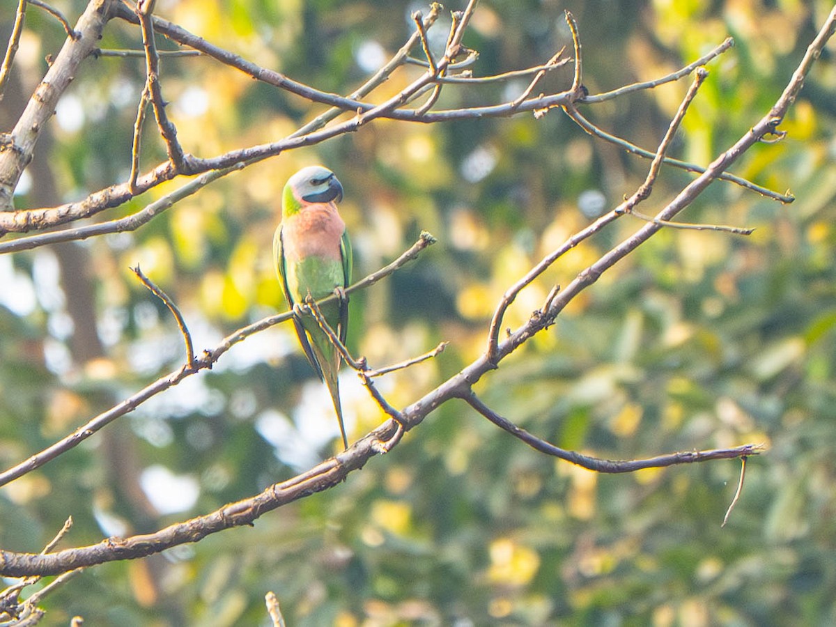 Red-breasted Parakeet - ML647700229