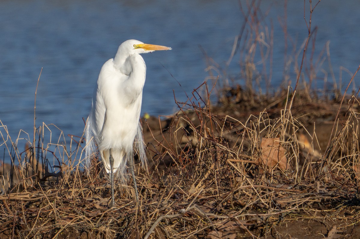 Great Egret - ML647700237