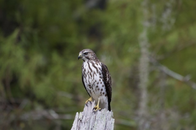 Канюк ширококрилий - ML647700261