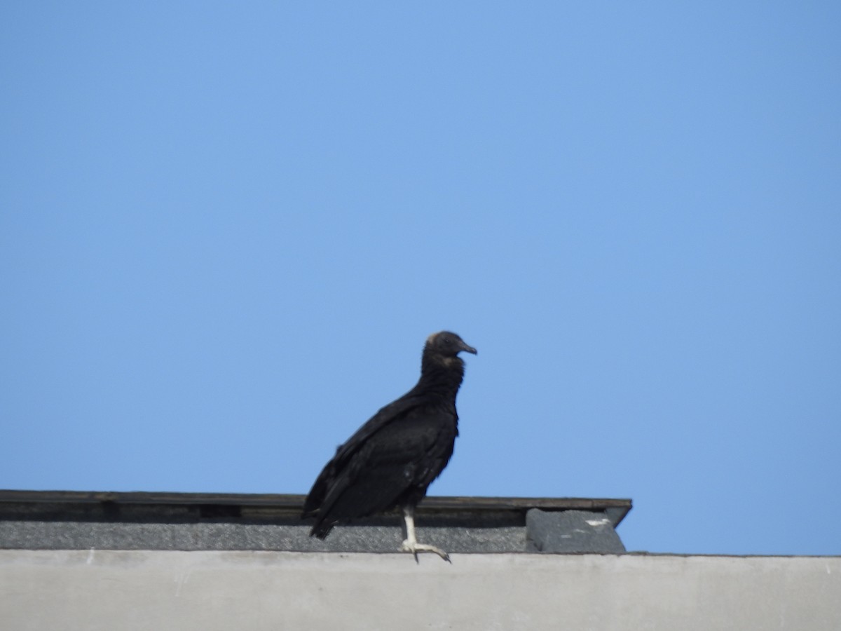 Black Vulture - ML647700264