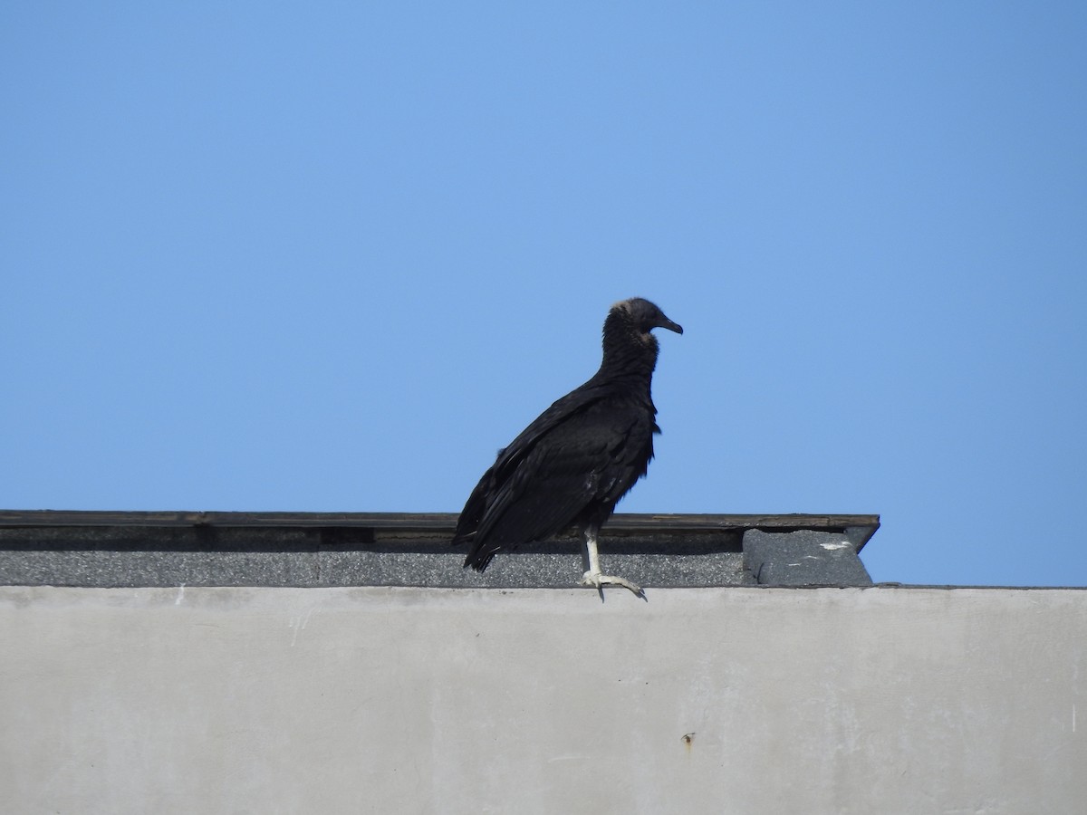 Black Vulture - ML647700265