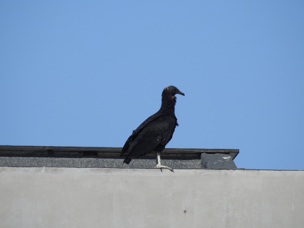 Black Vulture - ML647700266
