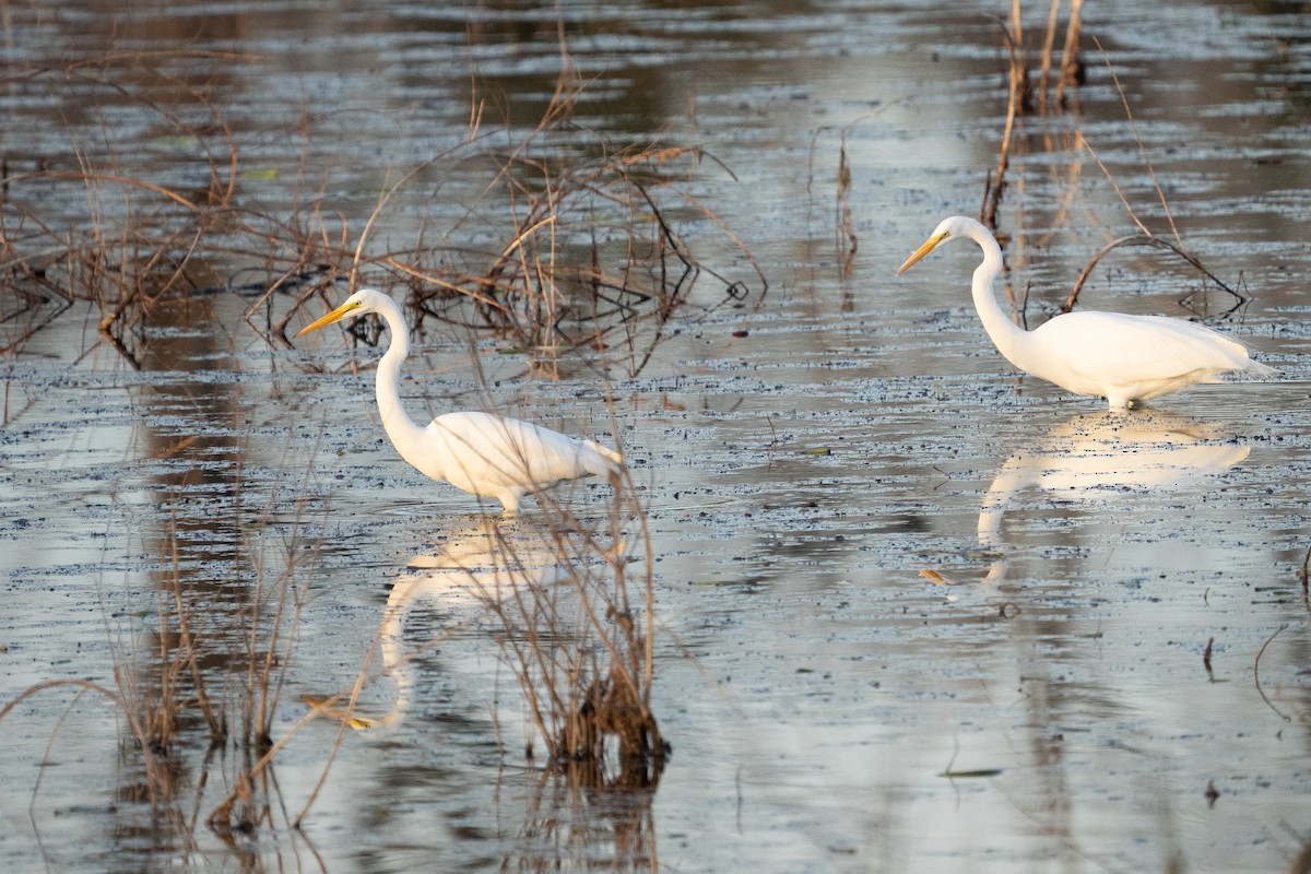 Great Egret - ML647700270