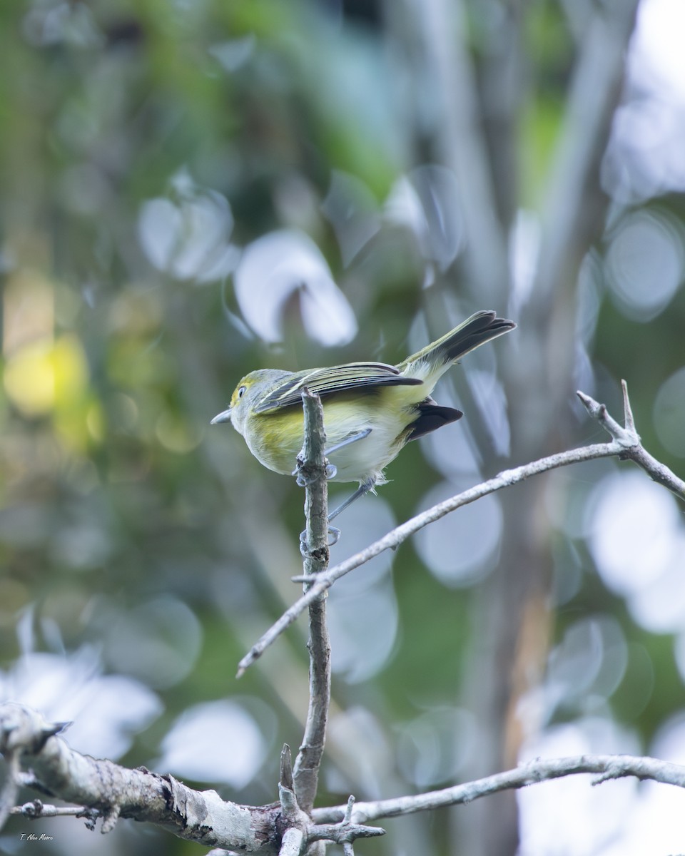 Weißaugenvireo - ML647700273