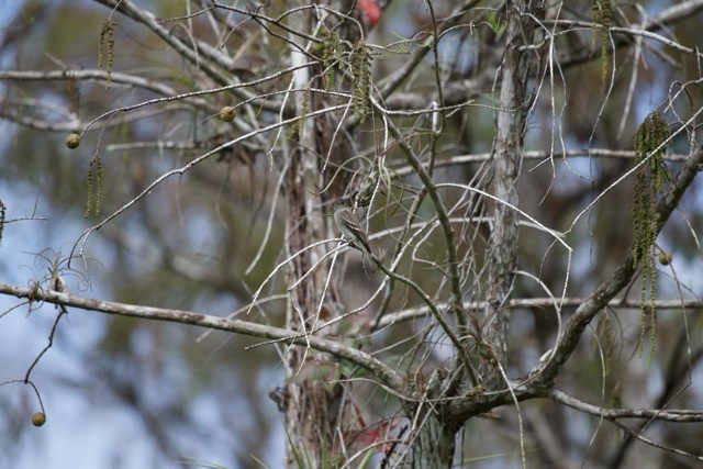 Eastern Wood-Pewee - ML647700275