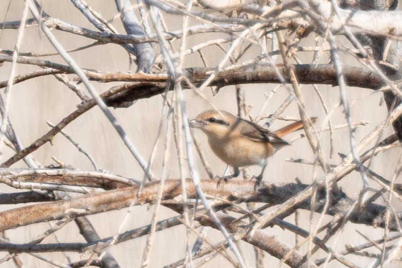 isabellavarsler - ML647700286