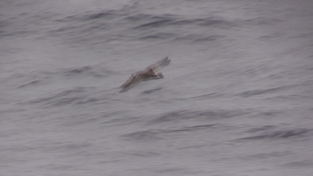 Great Shearwater - ML647700299