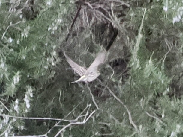 Girlitz - ML647700307