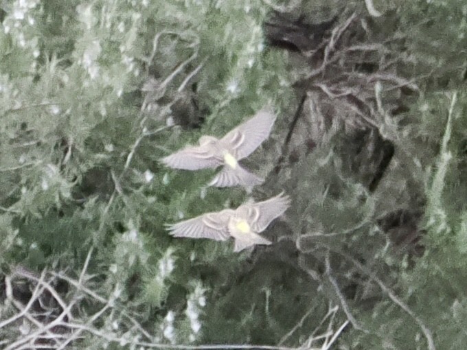 Girlitz - ML647700308