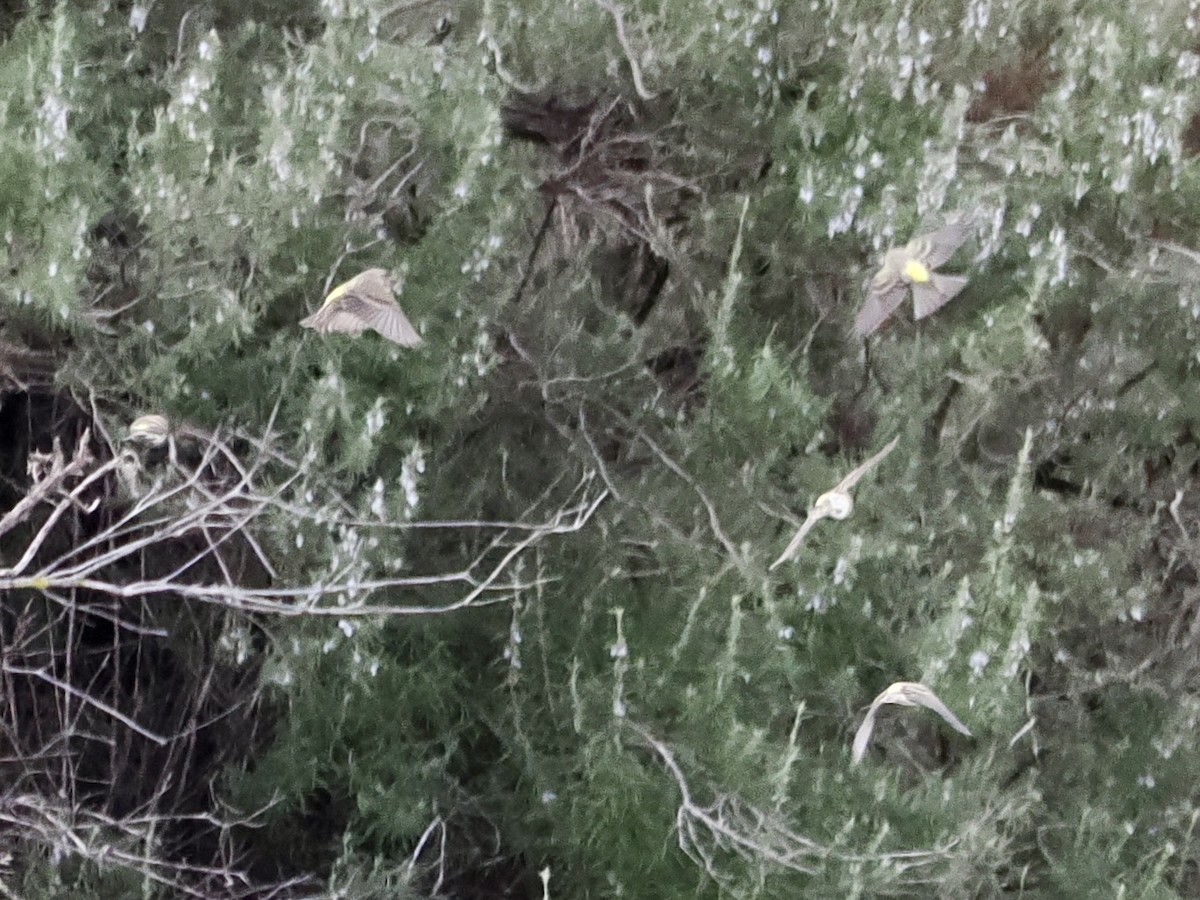 Girlitz - ML647700309