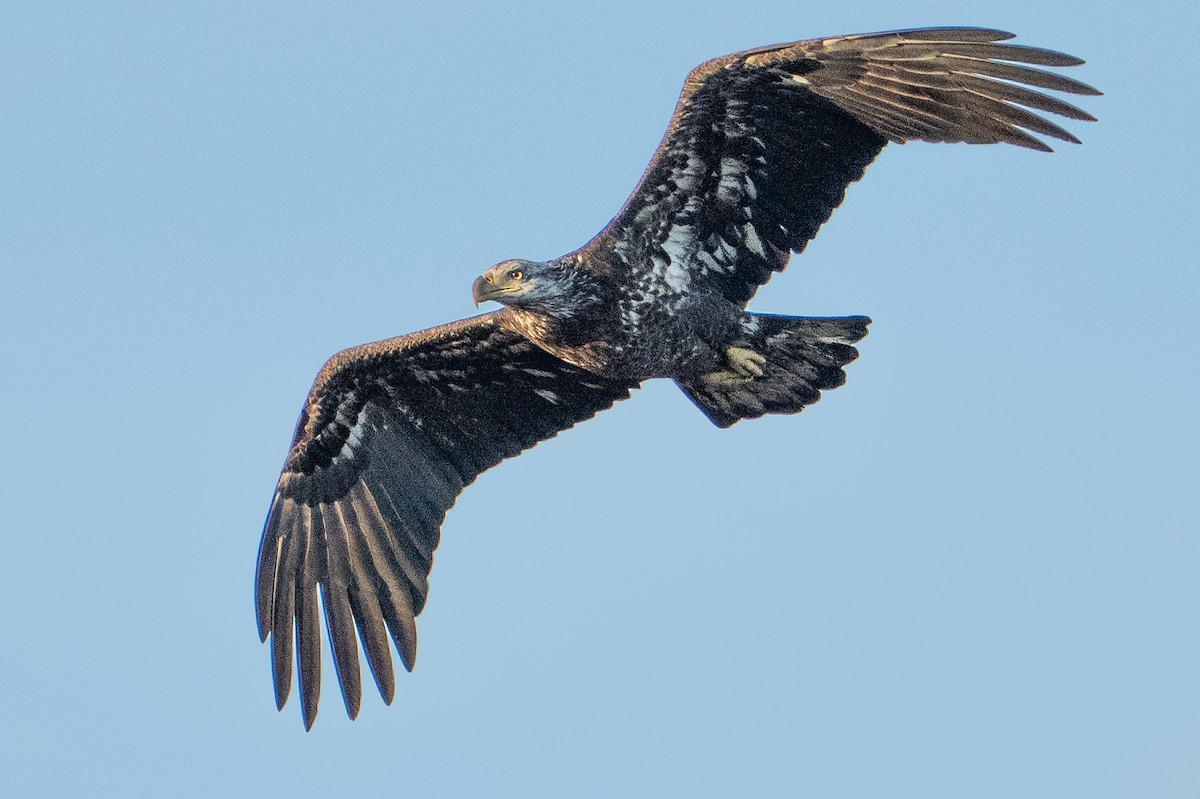 Bald Eagle - Bill Wood