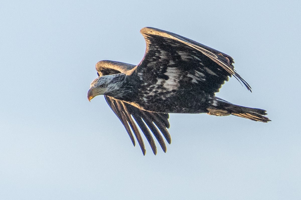 Bald Eagle - ML647700356