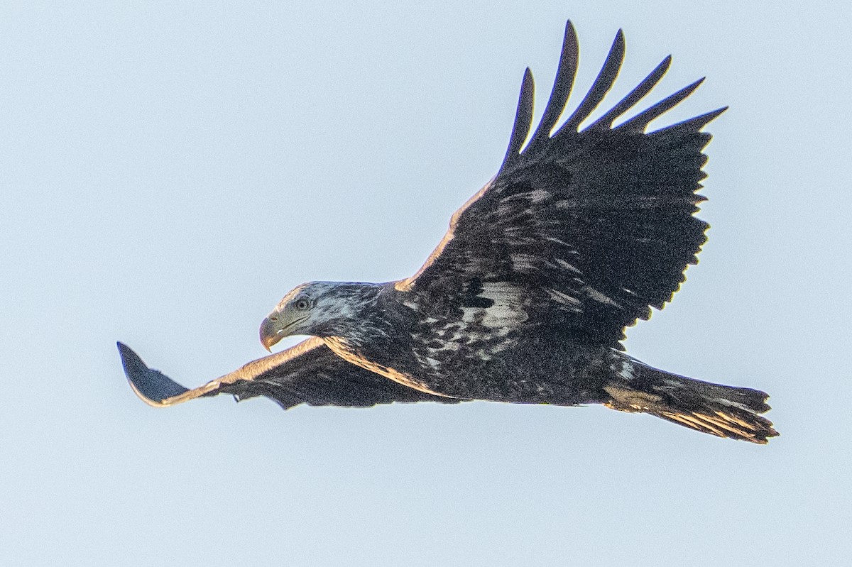 Bald Eagle - ML647700357