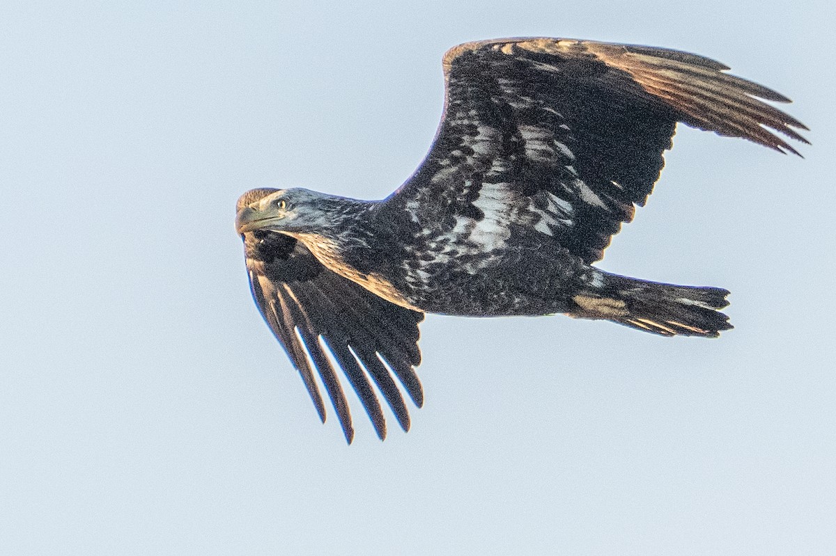 Bald Eagle - ML647700358