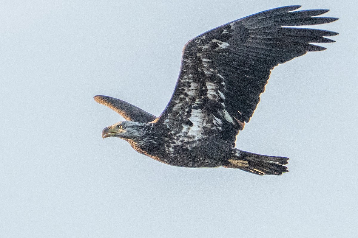 Bald Eagle - ML647700359