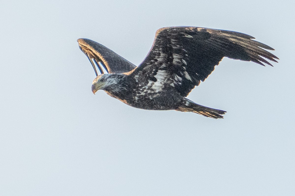 Bald Eagle - ML647700360