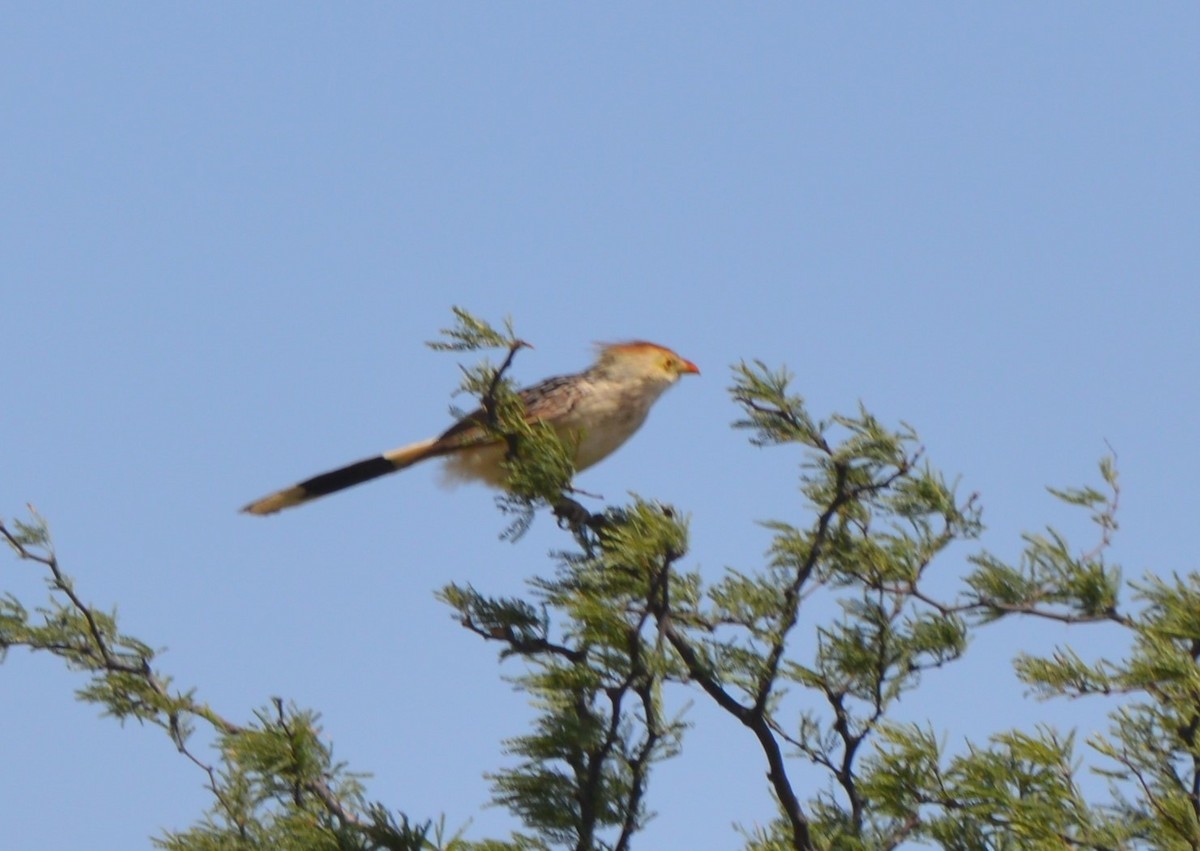 Guira Guguğu - ML647700377