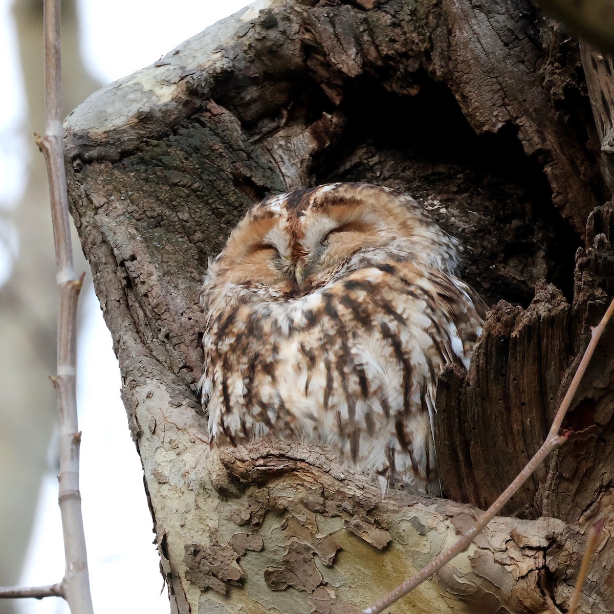 kattugle - ML647700379