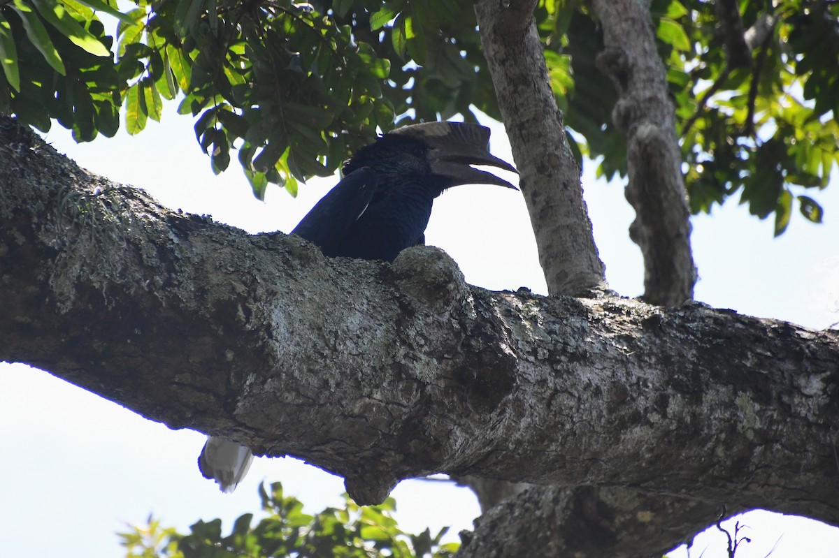 Black-and-white-casqued Hornbill - ML647700393