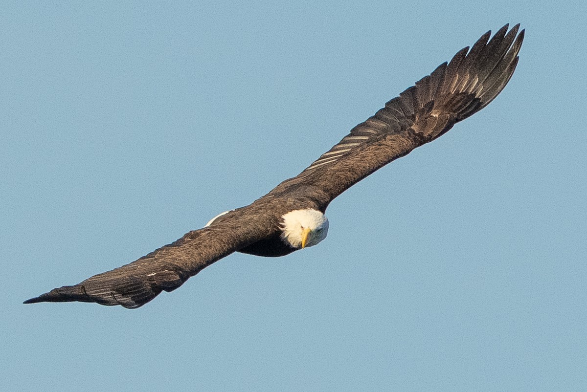 Bald Eagle - ML647700396
