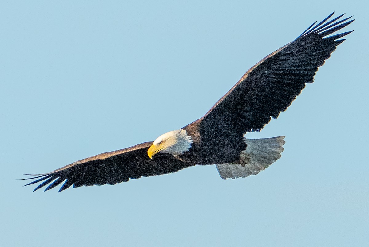 Bald Eagle - ML647700397