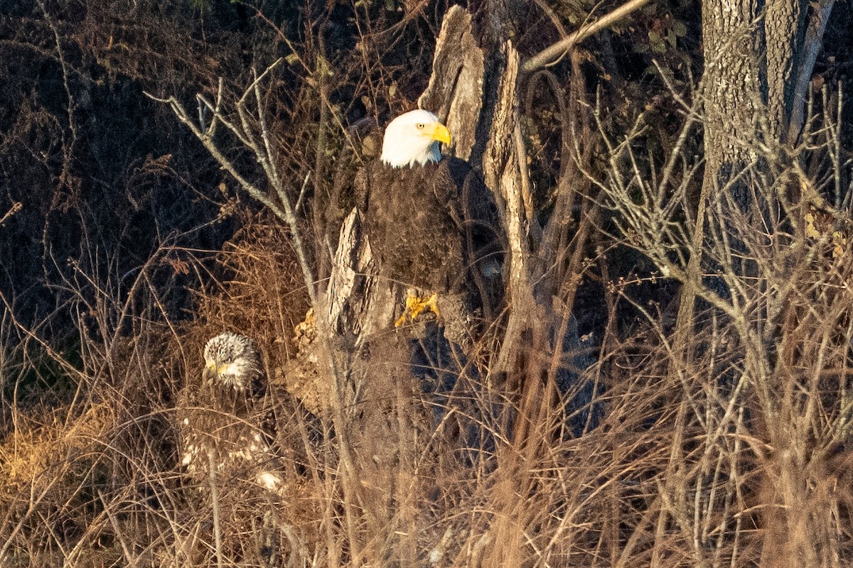 Bald Eagle - ML647700398