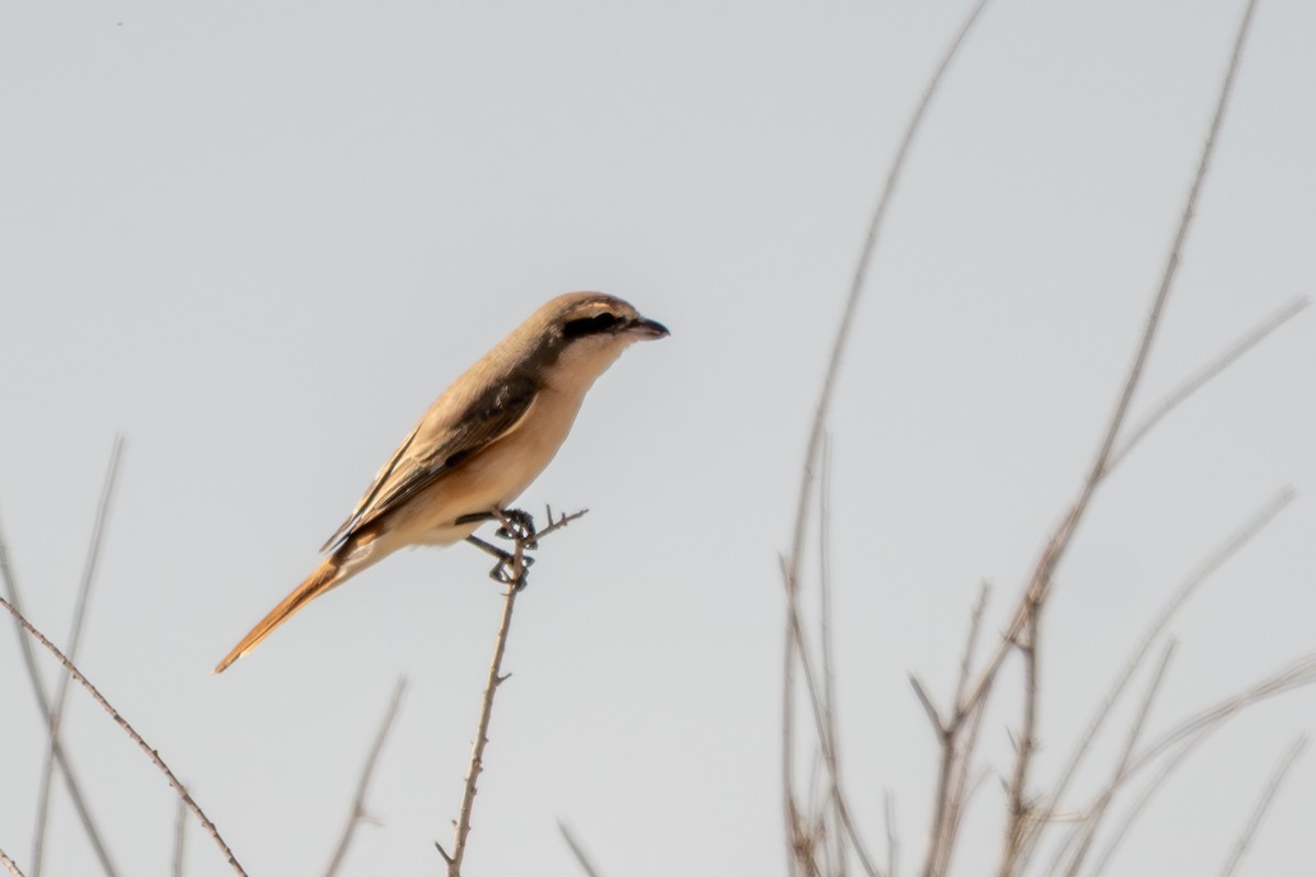 isabellavarsler - ML647700408